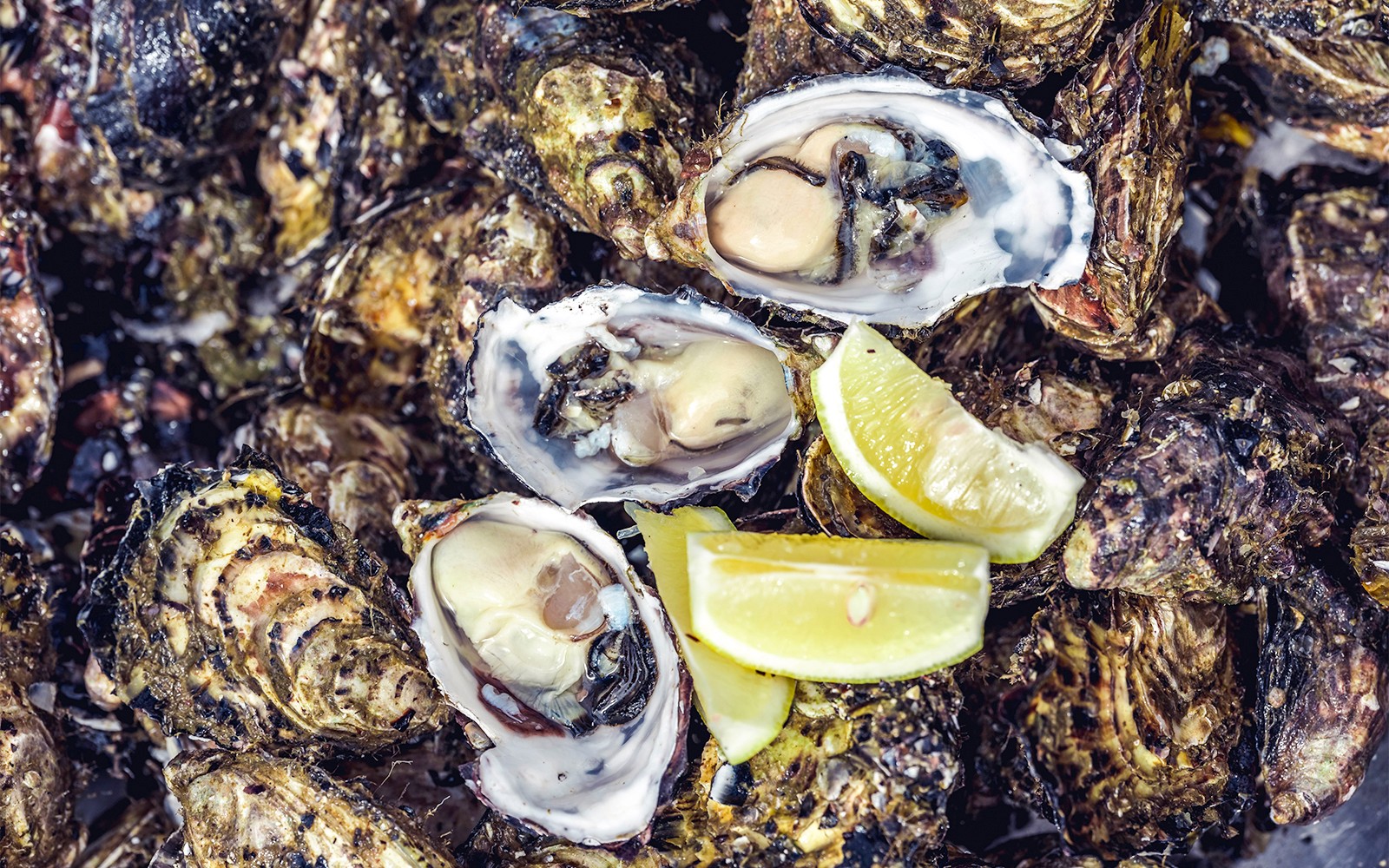 Full-Day Guided Cruise Tour in Tasmania with Seafood Lunch — gallery 2