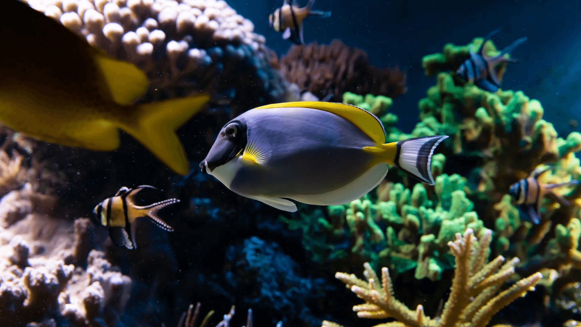 Sea Life London Aquarium Tickets — gallery 2