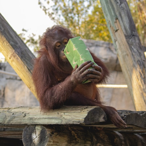 ZooTampa: Christmas in the Wild — gallery 4