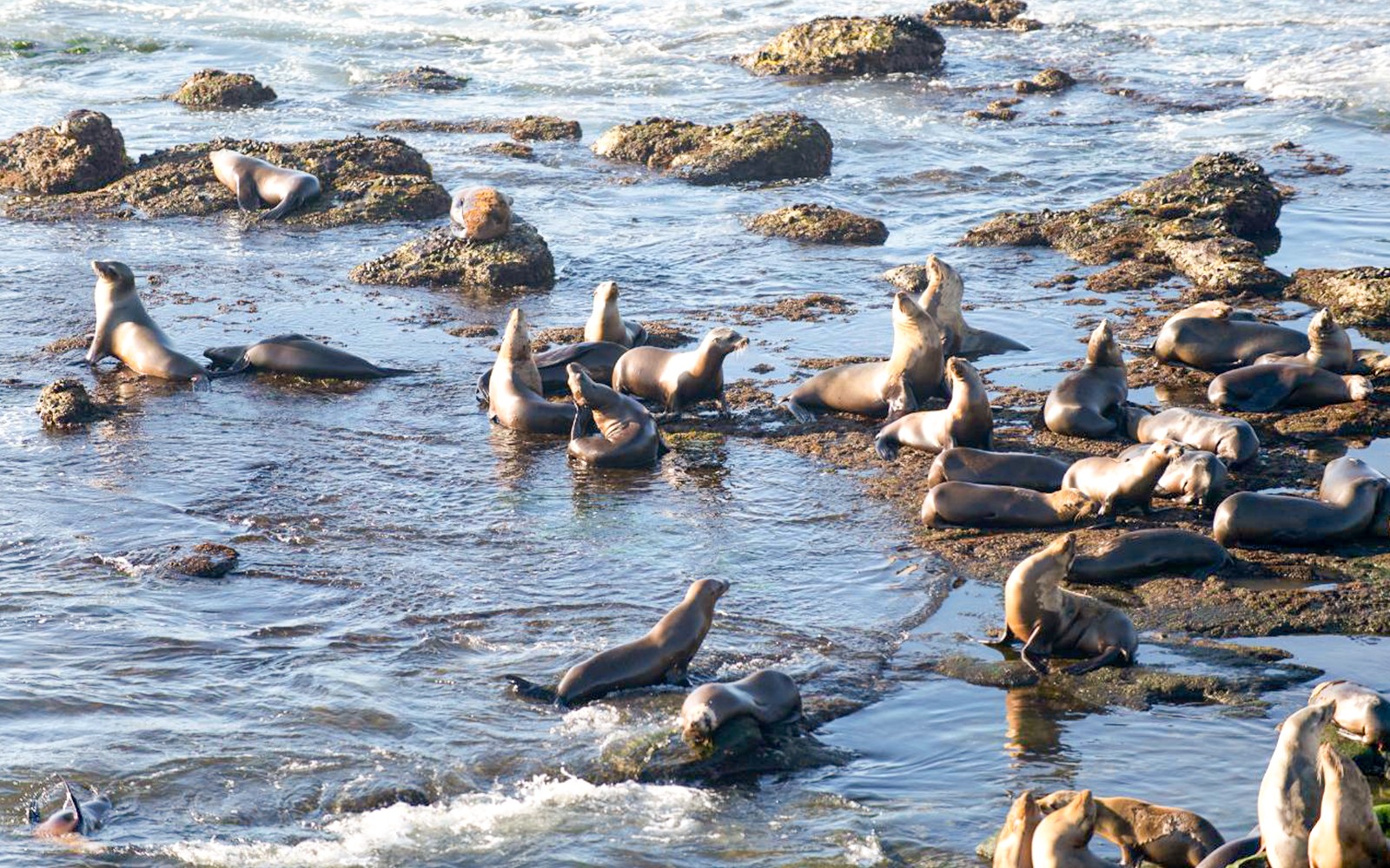 From Christchurch: Kaikoura Whale Watching Small Group Tour with Lunch — gallery 4