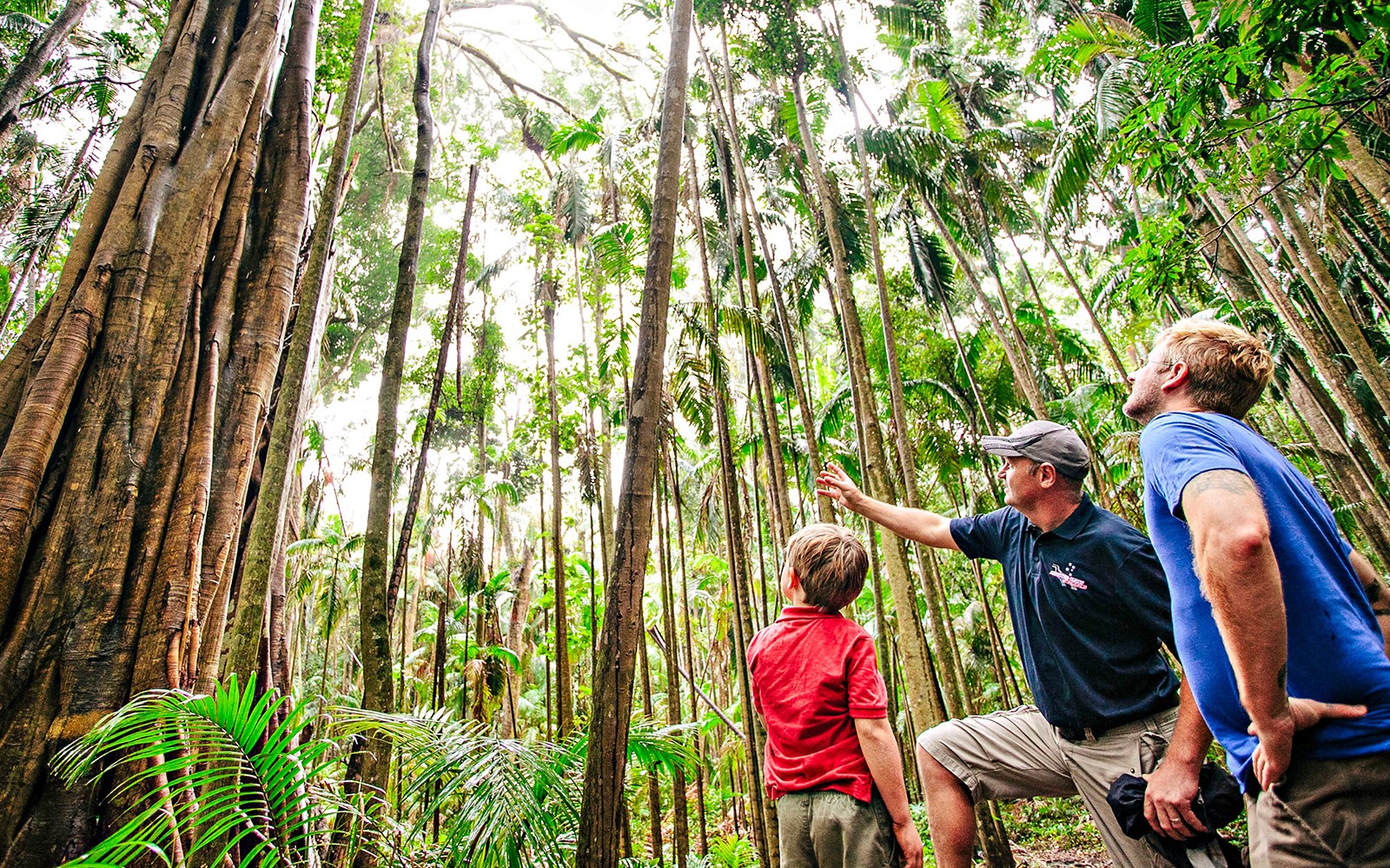 Natural Bridge & Springbrook Waterfalls Tour