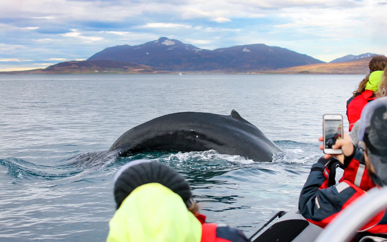 Akureyri: Whale Watching Tour on RIB Speedboat — gallery 5