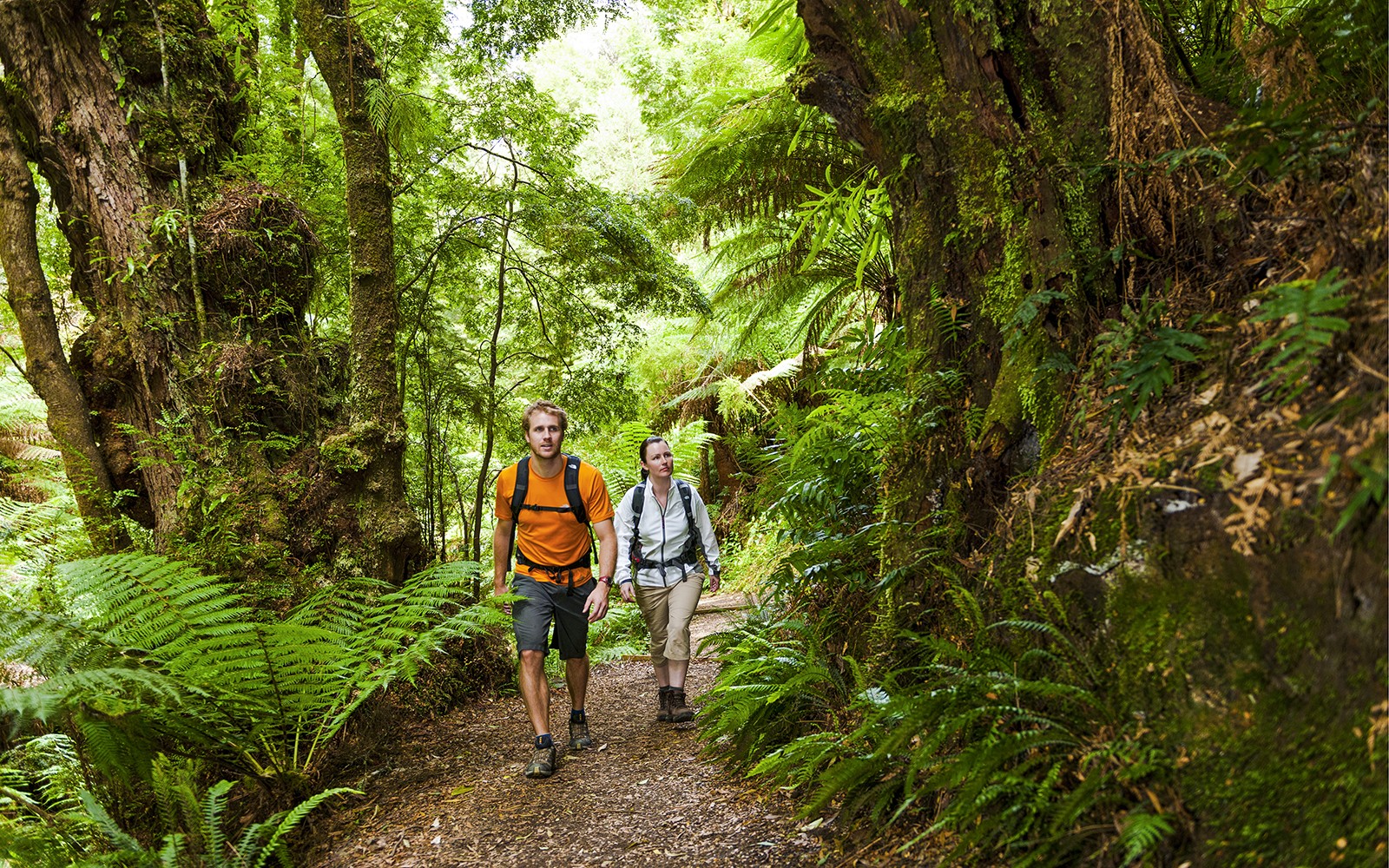 Great Ocean Road & 12 Apostles Classic Day Tour
