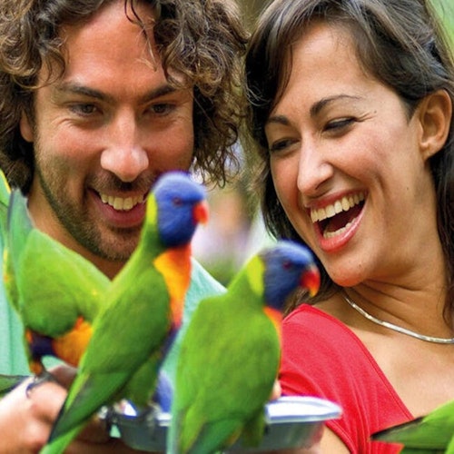 Currumbin Wildlife Sanctuary and TreeTop Challenge: Combo Ticket — gallery 2