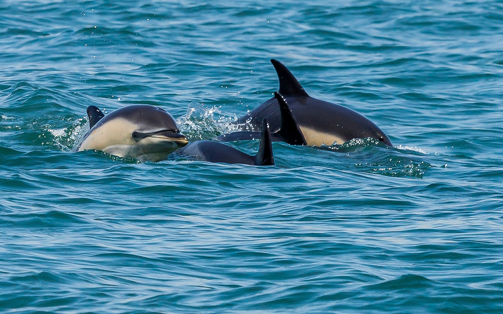 Lisbon Dolphin Watching Cruise — gallery 4