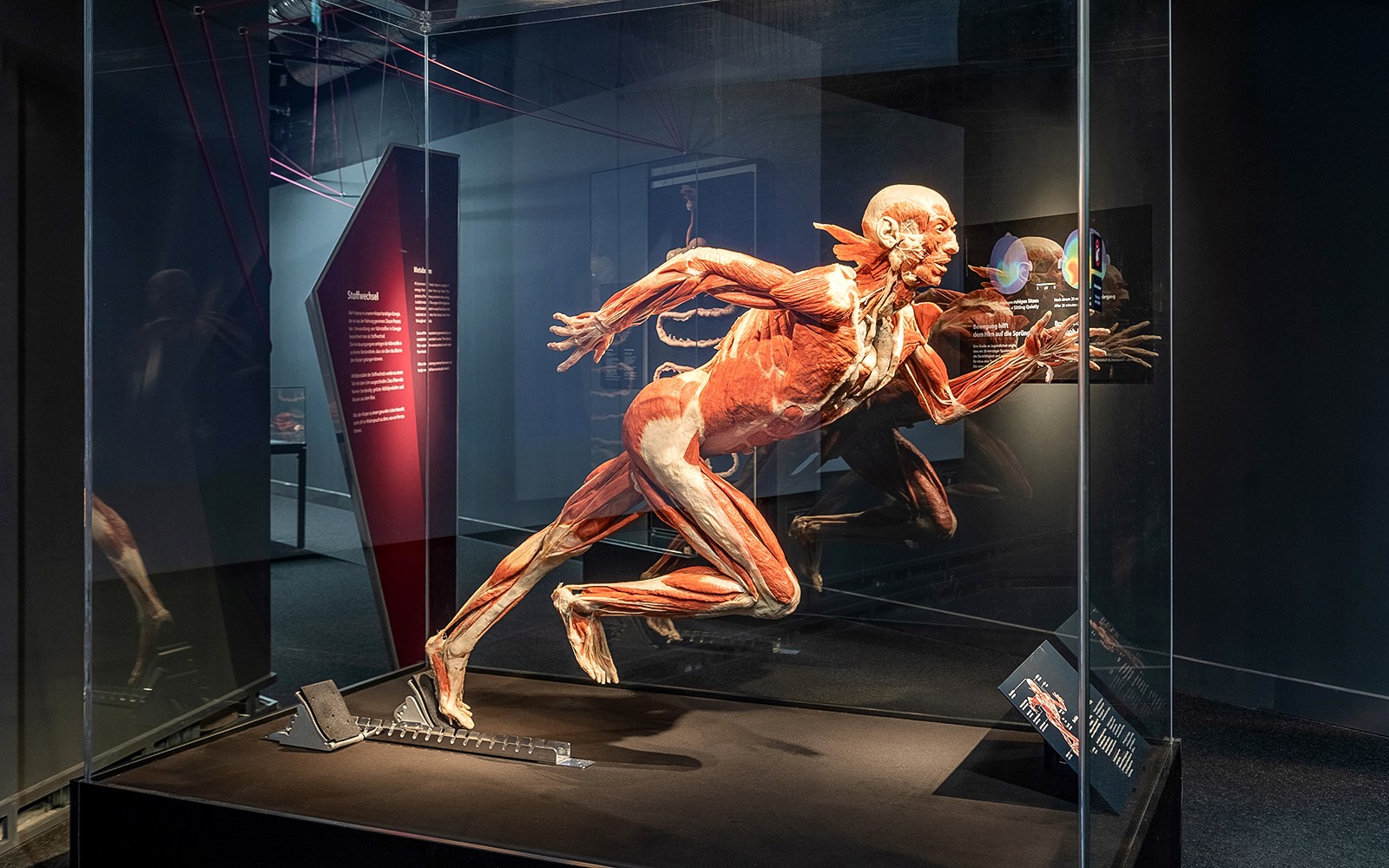 Berlin BODY WORLDS Museum Tickets — gallery 1