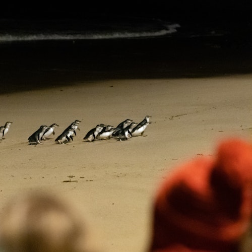 Phillip Island Penguin Parade & Moonlit Sanctuary Conservation Park — gallery 1
