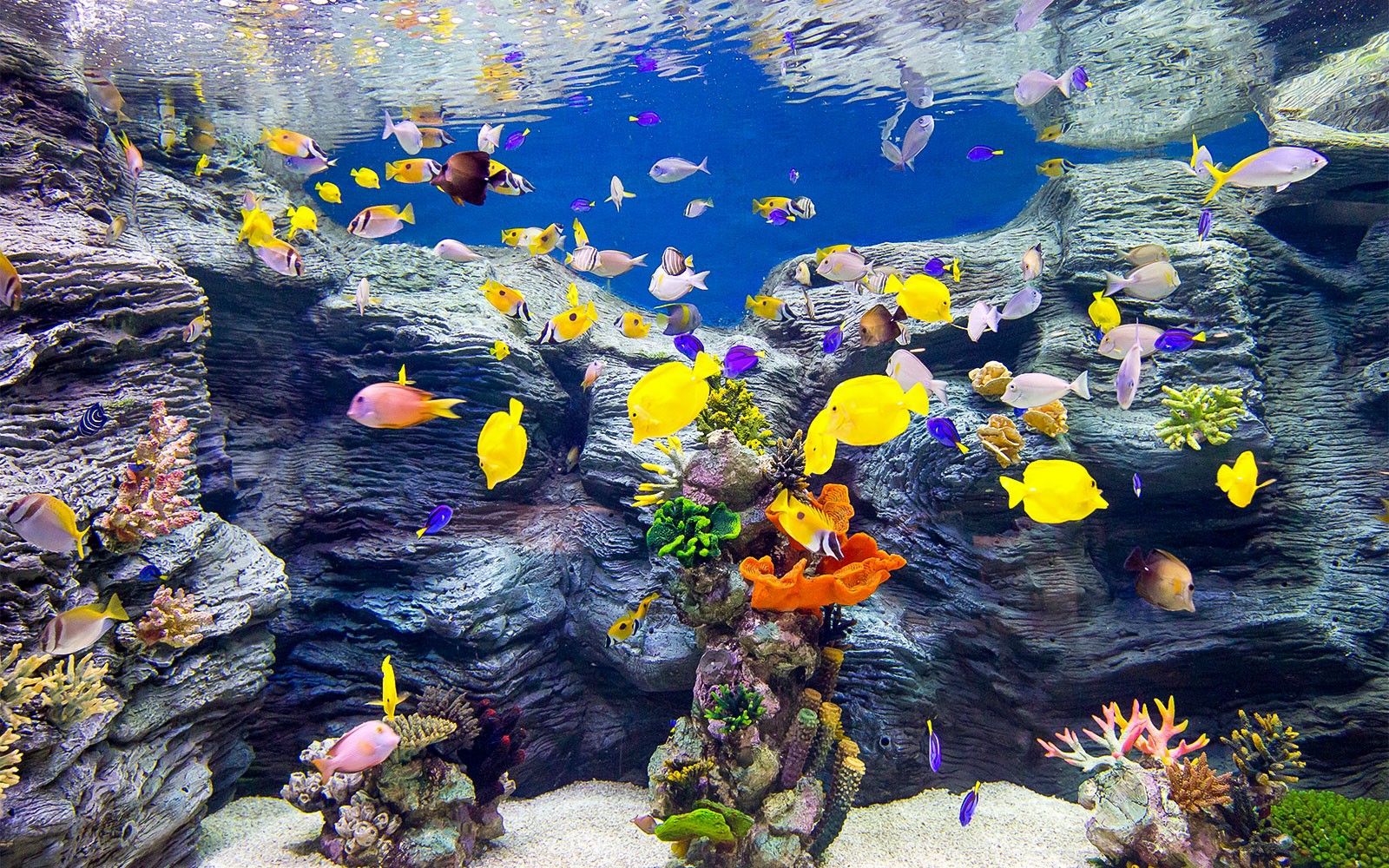 Combo (Save 38%): Lotte World and Aquarium + Seoul Sky Observatory Tickets