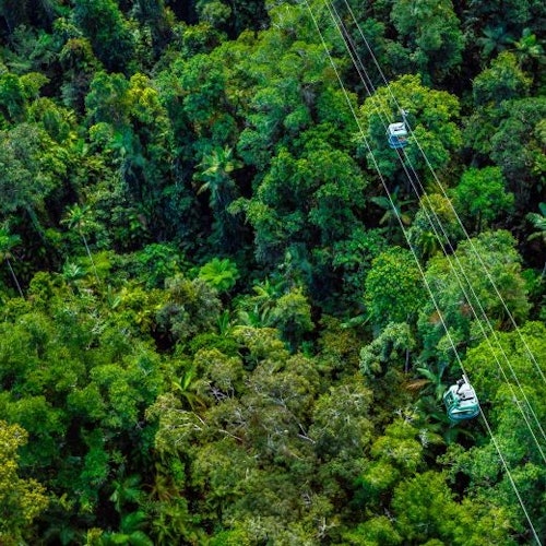 Barron Falls, Cattana Wetlands & Skyrail Rainforest Cableway: Tour + Lunch — gallery 3