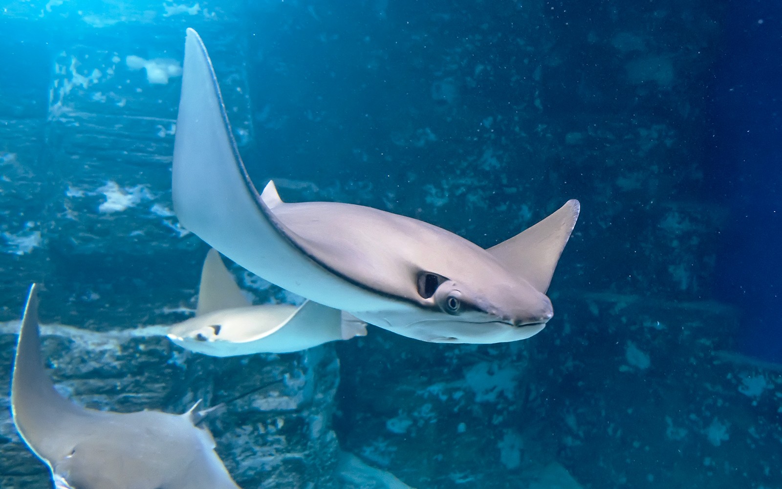 Shark Dive Xtreme Tickets at SEA LIFE Melbourne Aquarium