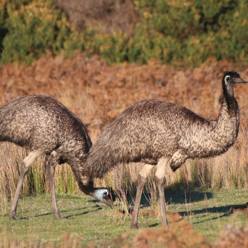 Canberra: Guided Wildlife Tour + Roundtrip Transportation — gallery 5