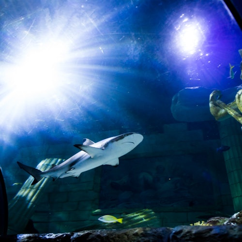 SEA LIFE Porto: Annual Pass — gallery 2