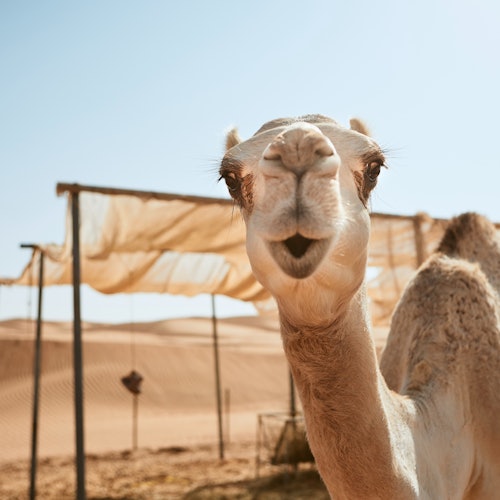 Hurghada: 1-Hr Guided Camel Ride + Transfer