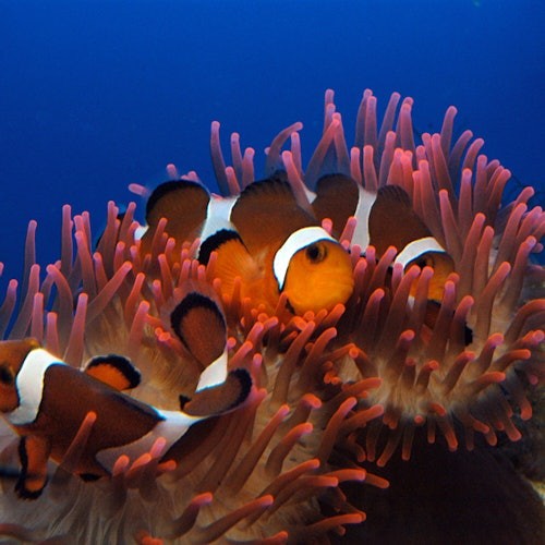 Aquarium of Genoa: Reserved Entry