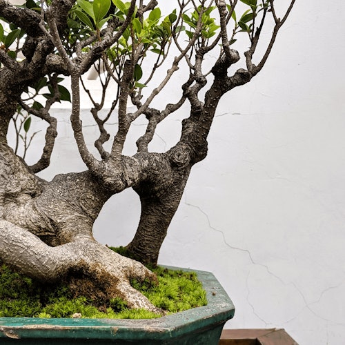 Dr. Sun Yat-Sen Chinese Garden: Entry Ticket + Guided Tour Option — gallery 2