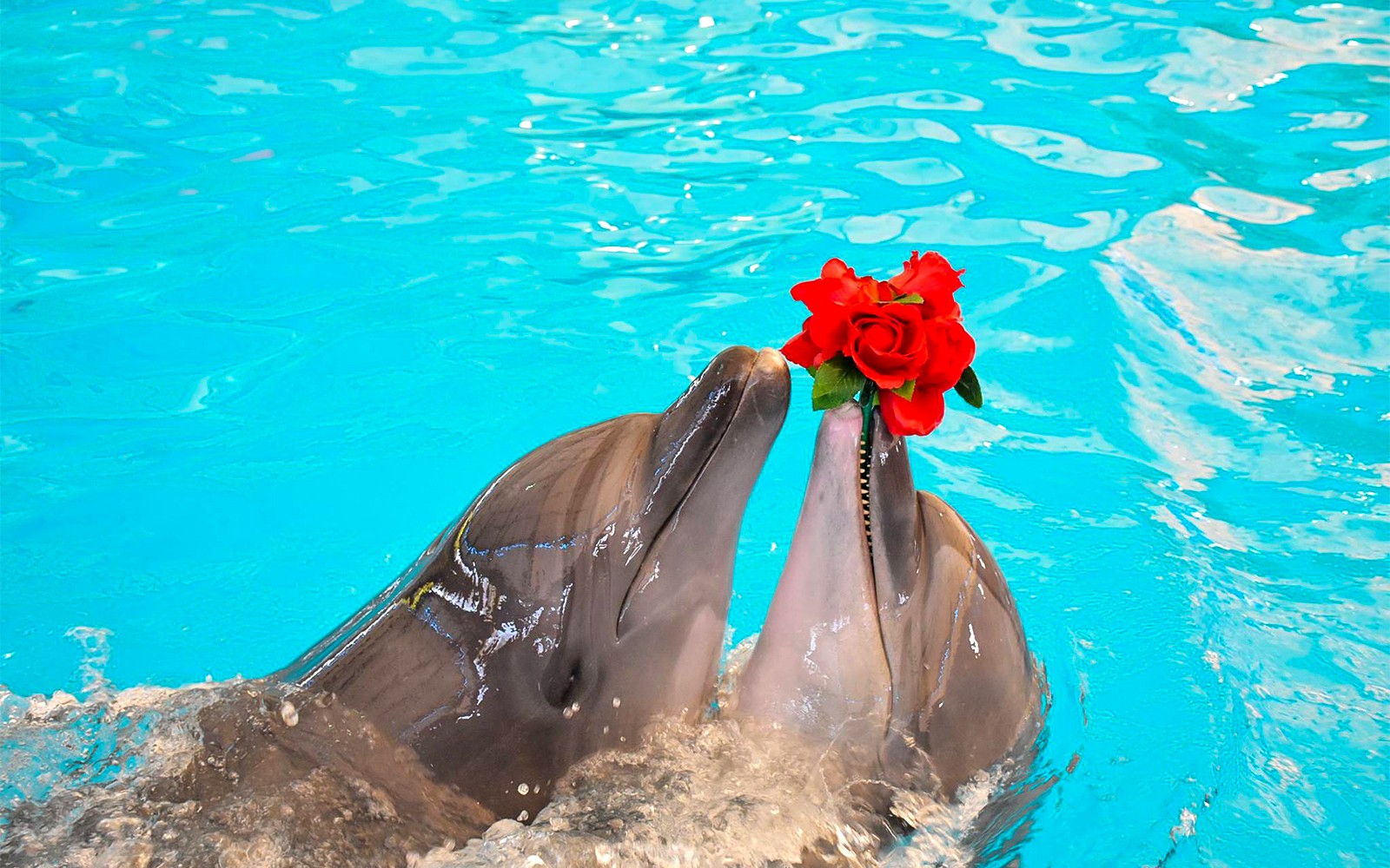 Phuket Dolphin Show Tickets: Foreigners