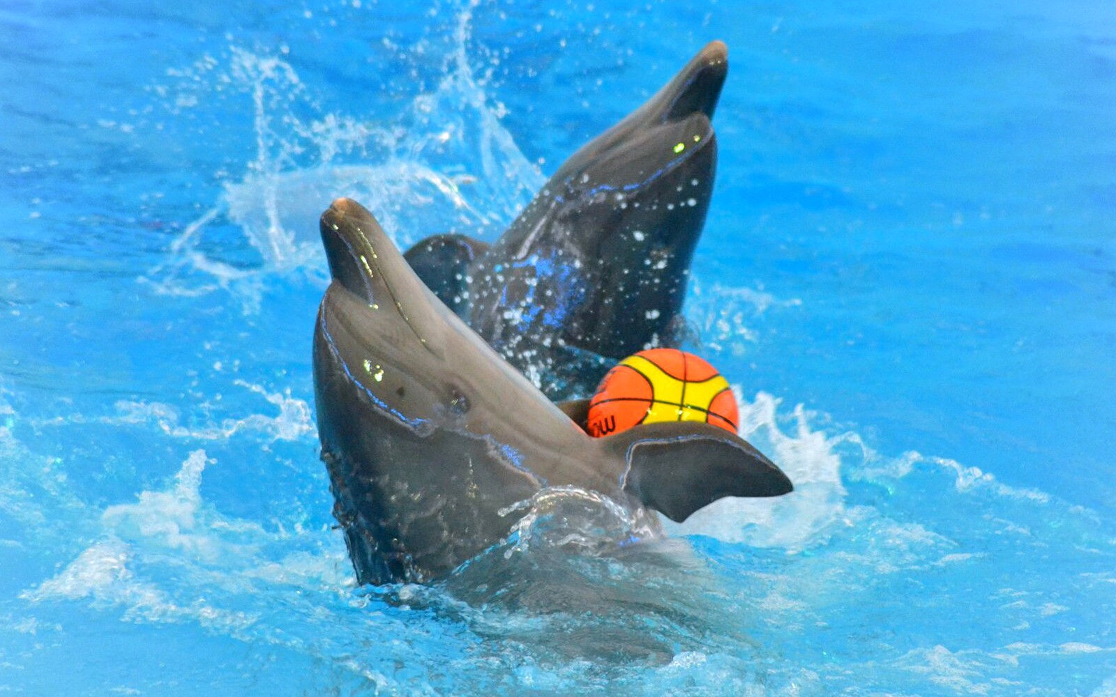 Phuket Dolphin Show Tickets: Thai Residents