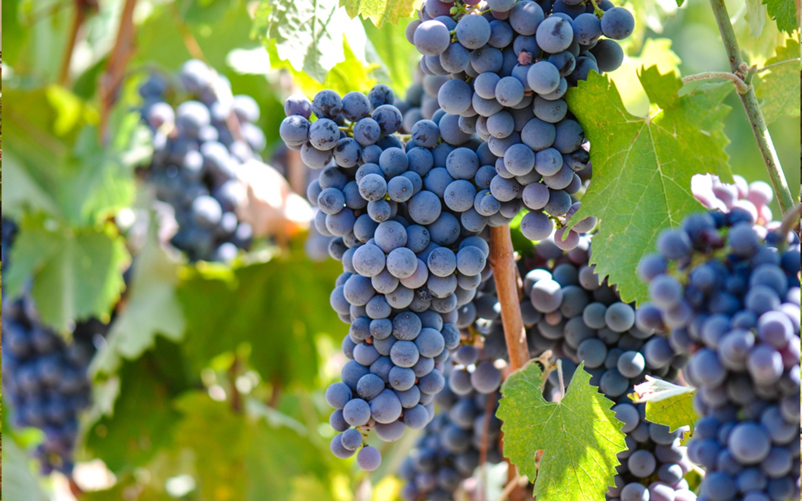 Chianti Region Guided Tour with Local Tastings and Vineyards — gallery 2