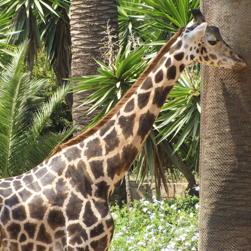 Barcelona Zoo: Skip The Line Ticket