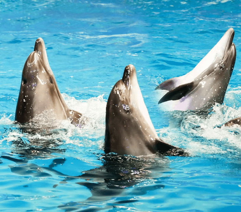 Dubai Dolphinarium: Dolphin and Seal Show