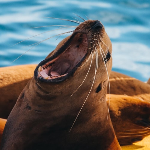 Victoria: Half-Day Guided Whale Watching Tour