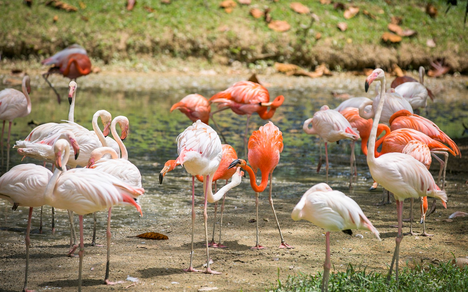 Zoo Negara & Panda Conservation Centre Tickets