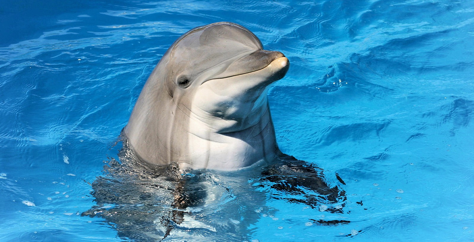 Dubai Dolphinarium: Dolphin & Seal Show + Mirror Maze Tickets with Popcorn