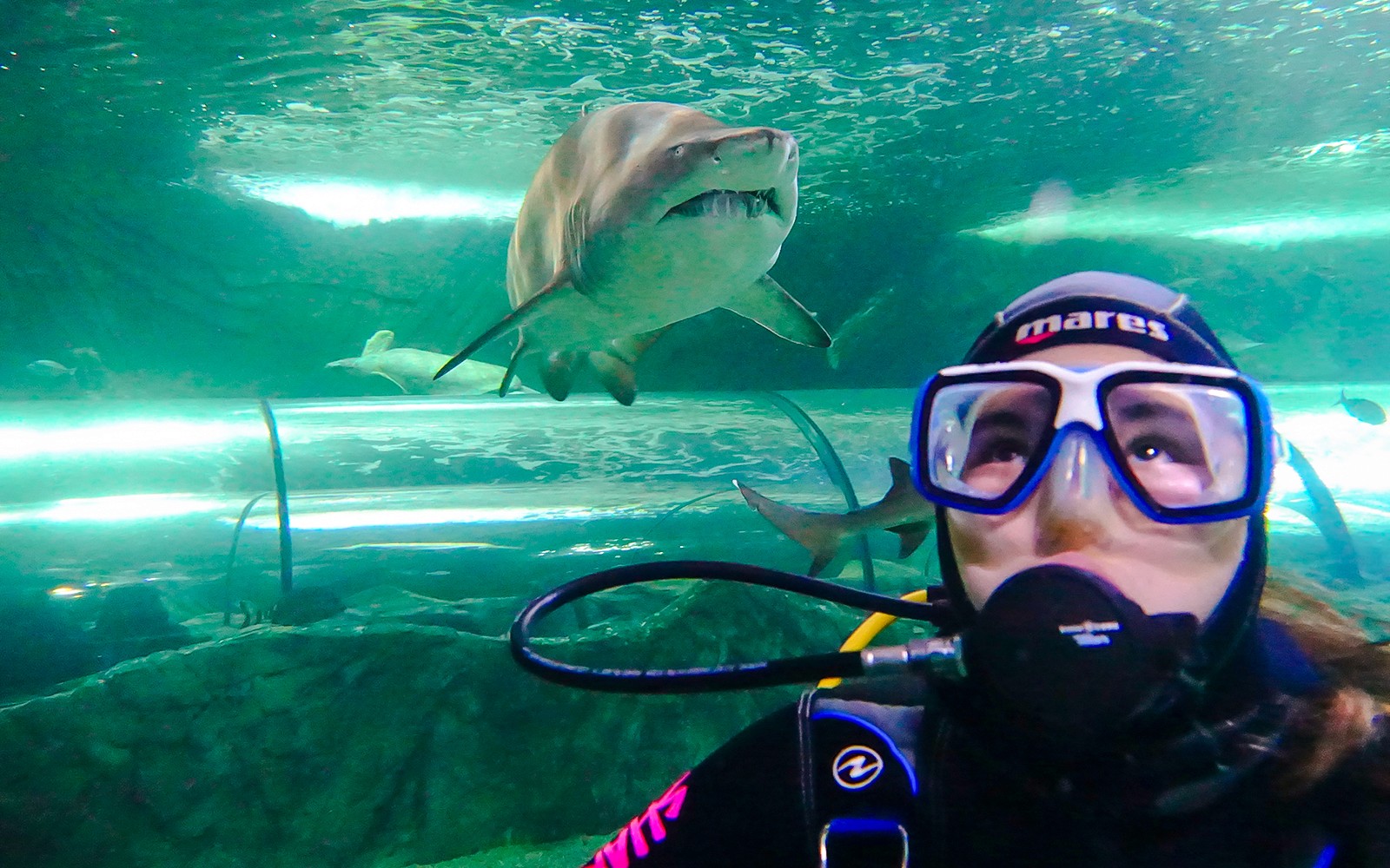 Shark Dive Xtreme Tickets at SEA LIFE Sydney Aquarium — gallery 4