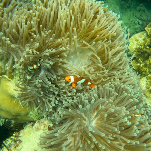 Phi Phi Islands: Morning Speedboat Tour + Snorkeling — gallery 2