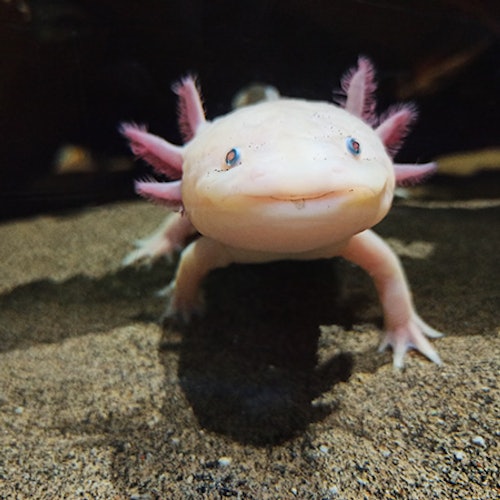 Cairns Aquarium: Entry Ticket — gallery 1