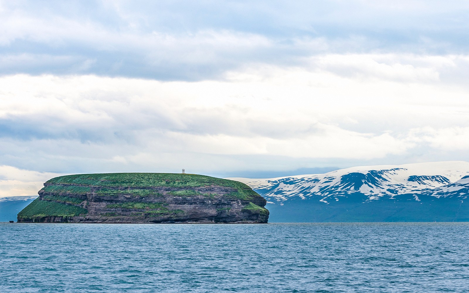 Husavik: Whale Watching and Puffin Tour on RIB speedboat — gallery 3