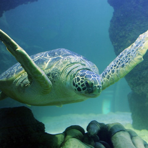 LEGOLAND® Discovery Center & SEA LIFE San Antonio Combo Ticket
