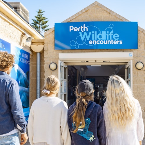 Shoalwater: Dolphin, Sea Lion & Penguin Island Cruise