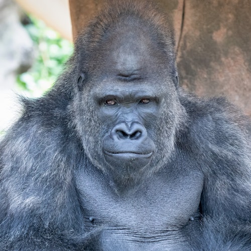 Audubon Zoo: Entry Ticket — gallery 1