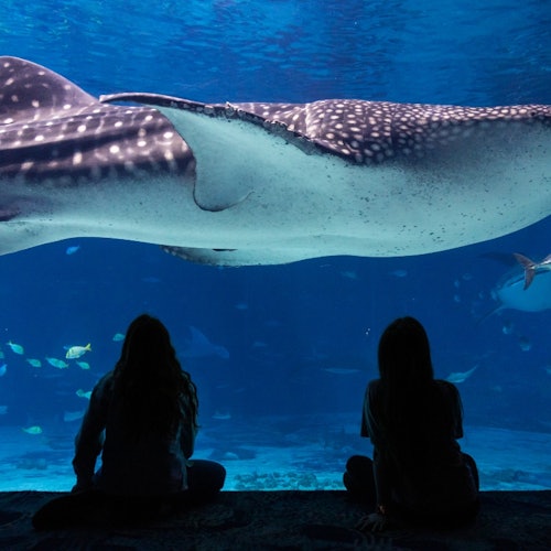 Georgia Aquarium: Fast Track Ticket — gallery 1