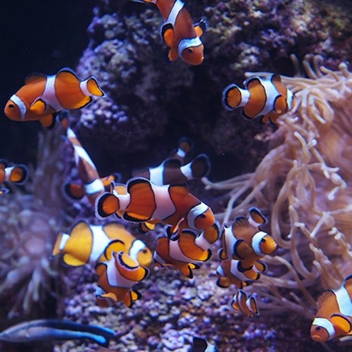 Cairns Aquarium: Entry Ticket — gallery 2