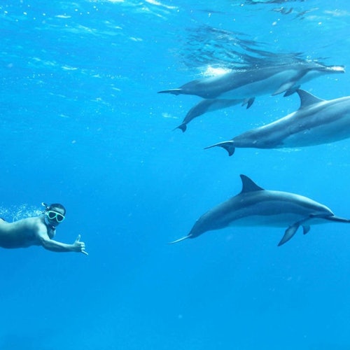 Dolphin House Hurghada: Guided Snorkeling Tour + Roundtrip Transfer + Lunch