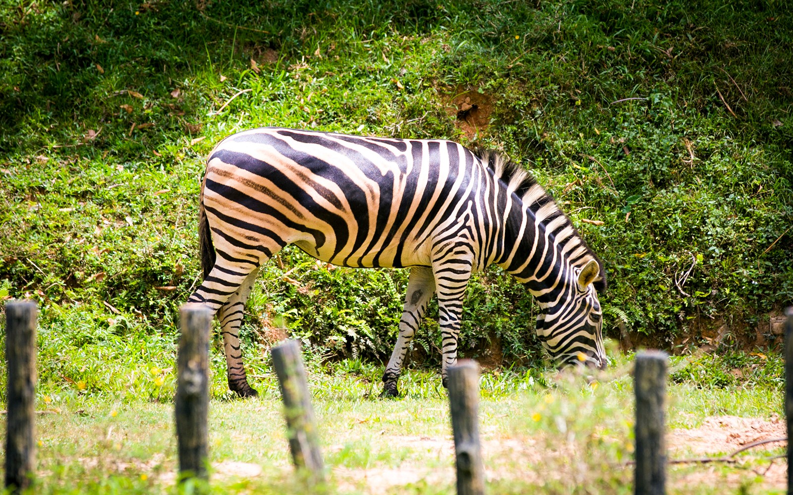 Zoo Negara & Panda Conservation Centre Tickets