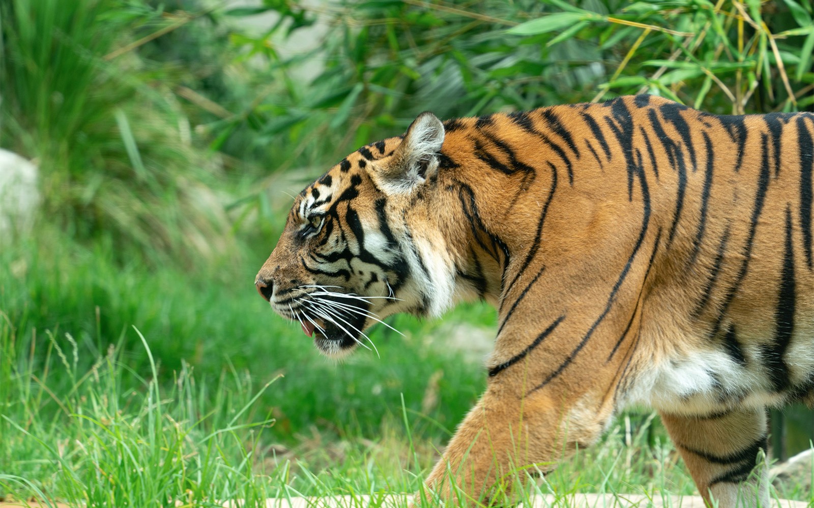 Combo [Save 4%]: Sydney Whale Watching Cruise + Taronga Zoo Tickets — gallery 4