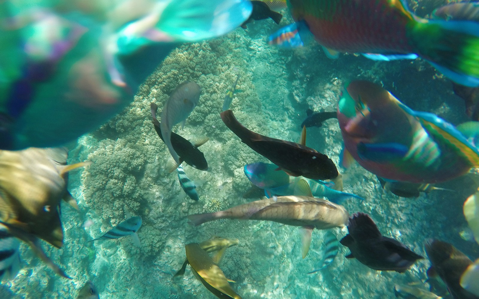 Private Bali Snorkeling Blue Lagoon & Tanjung Jepun — gallery 2