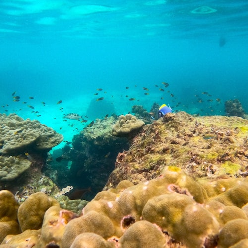 Phi Phi Islands: Morning Speedboat Tour + Snorkeling — gallery 3