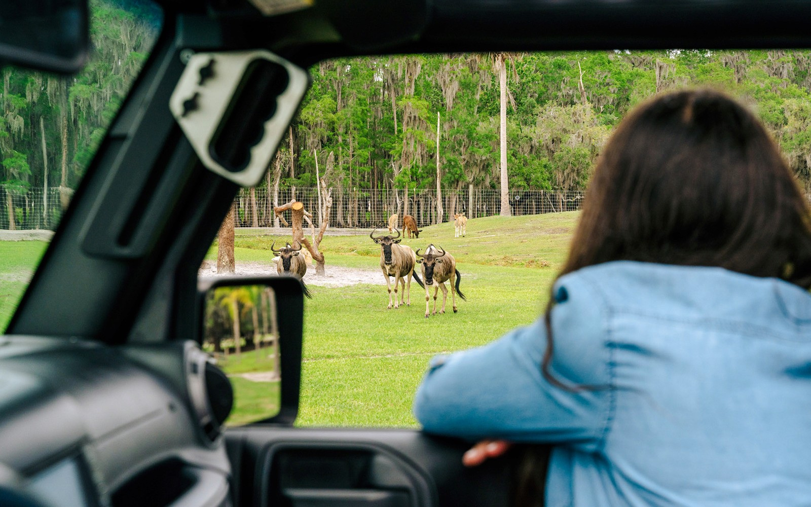 Orlando: Wild Florida Drive‑Thru Safari Park — gallery 5