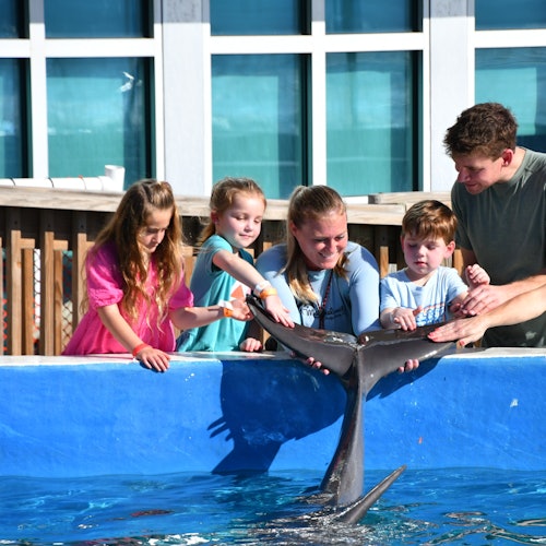 Marineland Dolphin Adventure: Entry Ticket — gallery 3