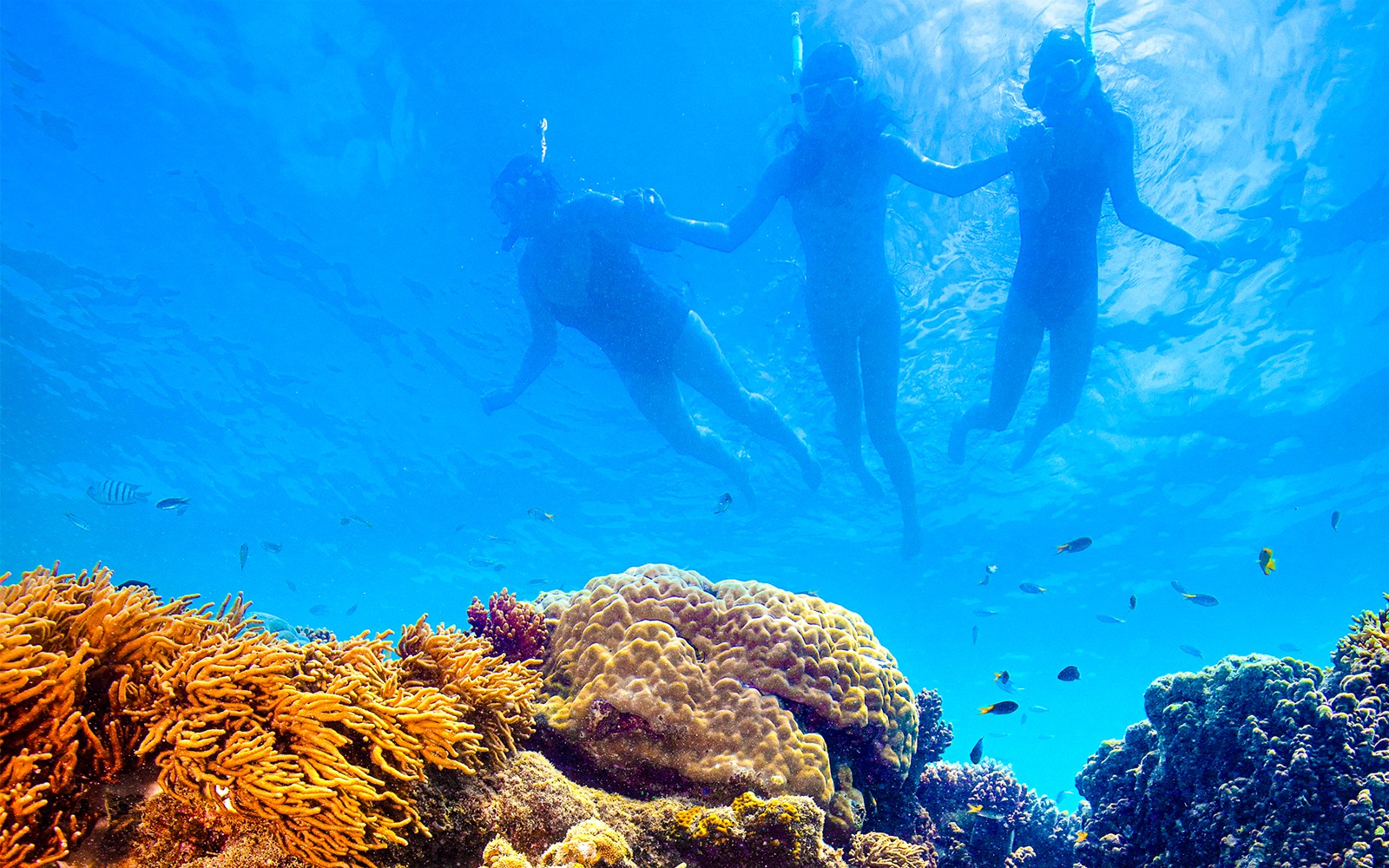 Airlie Beach: Whitehaven Beach Snorkel Cruise with Hill Inlet Tour and Buffet Lunch
