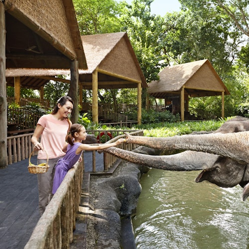 Singapore Zoo: Entry Ticket + Hotel Pickup — gallery 1