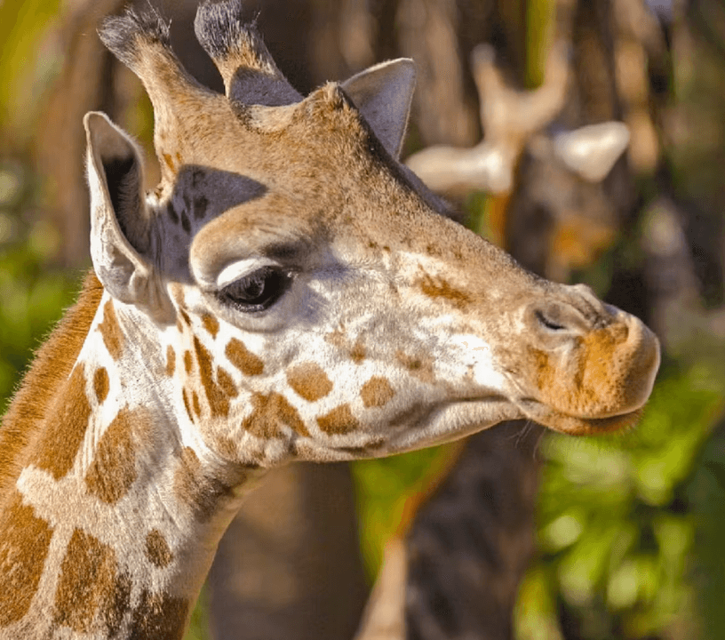 Barcelona Zoo — gallery 4