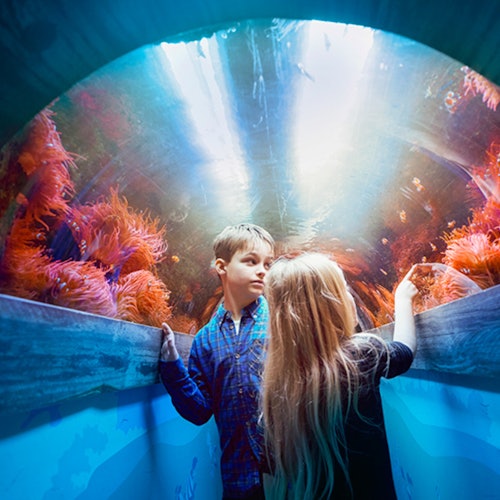 SEA LIFE Brighton: Standard Ticket — gallery 3