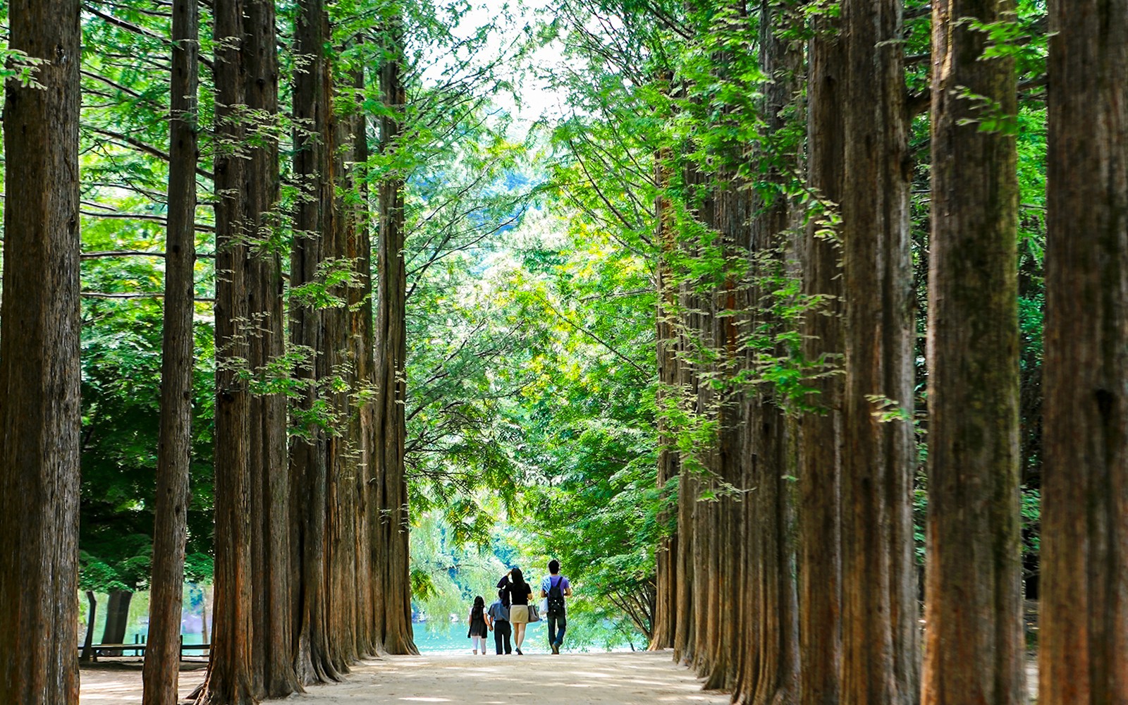 Nami Island Wildlife Exploration Day Tour with Alpaca World 
