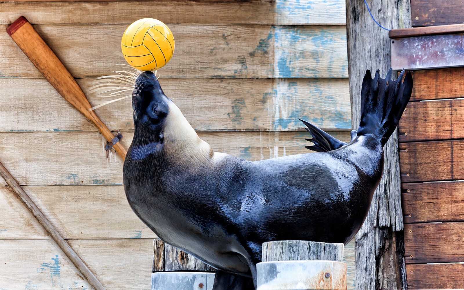 Taronga Zoo Tickets