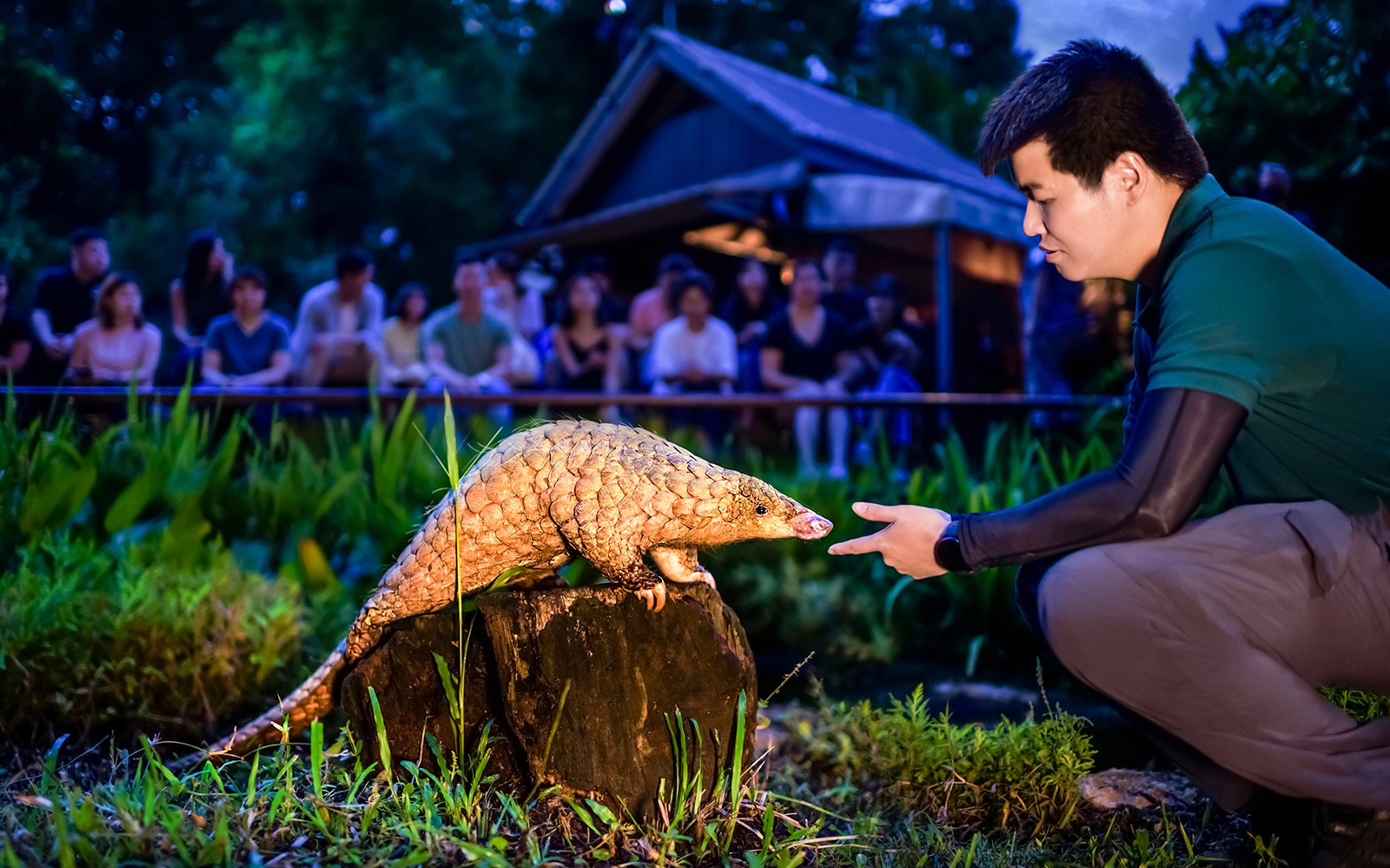 Night Safari Tickets | Mandai Wildlife Reserve